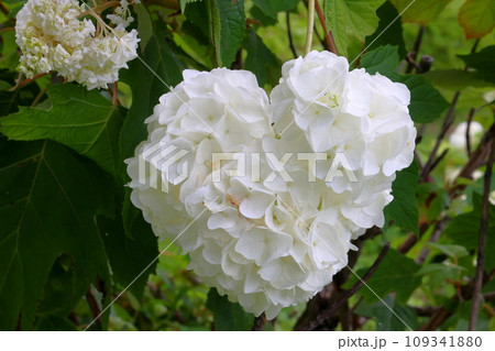 岩手県一関市舞川原沢　紫陽花の名所みちのくあじさい園　ハート型のカシワバアジサイクローズアップ 109341880