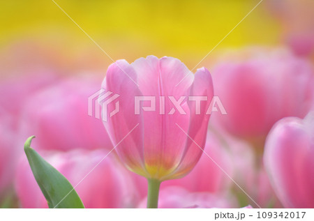 a pink tulip field at spring, hk 109342017