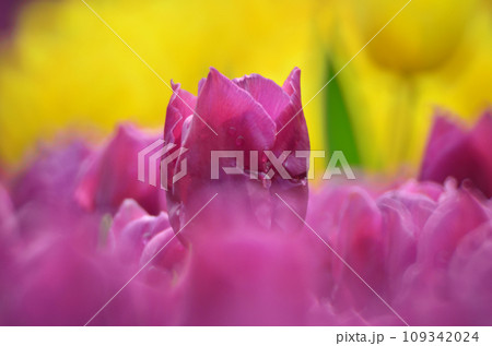 a tulip flower field at spring, hk 109342024
