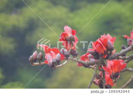 Cotton Tree, the spring nature at hong kong 109342043