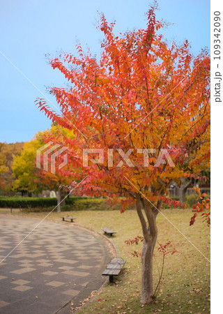 公園の広場に植えられた満開の紅葉(谷戸山公園) 公園の広場に植えられた満開の紅葉(谷戸山公園) 109342090