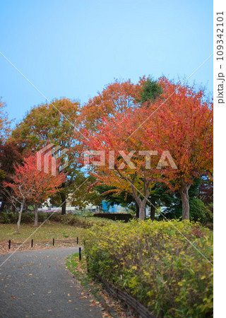 公園の通路脇に植えられた満開の紅葉(谷戸山公園) 公園の通路脇に植えられた満開の紅葉(谷戸山公園) 109342101