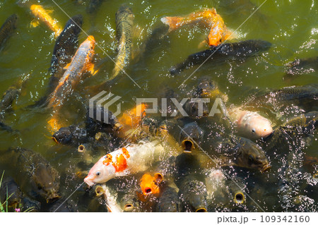 餌を食べ水面に舞う鯉の群れ 109342160