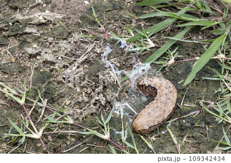 ヤマナメクジ、初夏の風景-2 ヤマナメクジ、初夏の風景-2 109342434