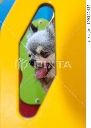 黄色い遊具の中で可愛く見つめるチワワの女の子むーちゃんの横顔♡ 黄色い遊具の中で可愛く見つめるチワワの女の子むーちゃんの横顔♡ 109342435