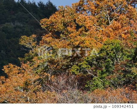 里山の紅葉 紅葉 里山の紅葉 紅葉 109342451