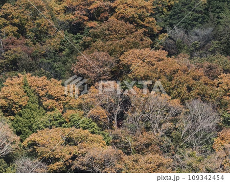 里山の紅葉 紅葉 里山の紅葉 紅葉 109342454