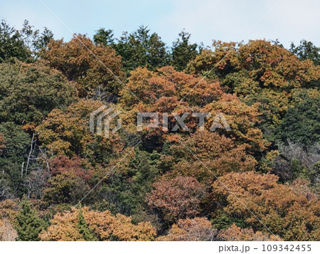 里山の紅葉 紅葉 里山の紅葉 紅葉 109342455