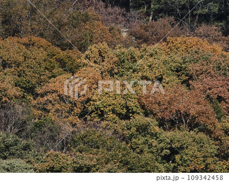 里山の紅葉 紅葉 里山の紅葉 紅葉 109342458