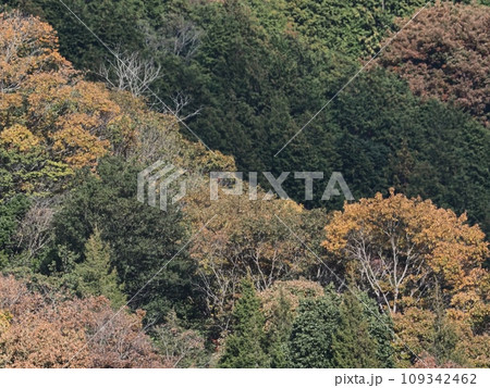 里山の紅葉　紅葉 109342462