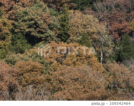 里山の紅葉 紅葉 里山の紅葉 紅葉 109342464
