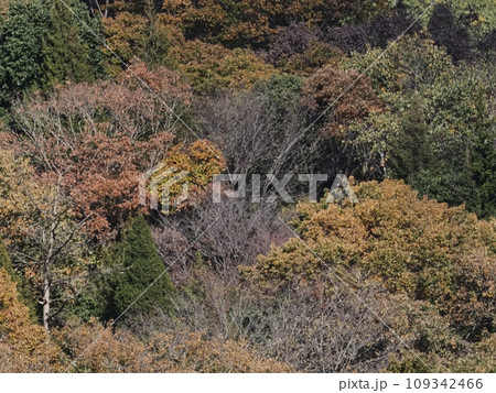 里山の紅葉 紅葉 里山の紅葉 紅葉 109342466