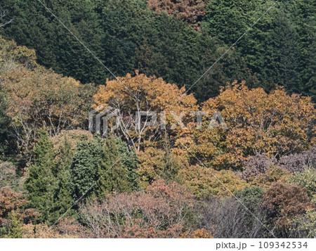 里山の紅葉 紅葉 里山の紅葉 紅葉 109342534