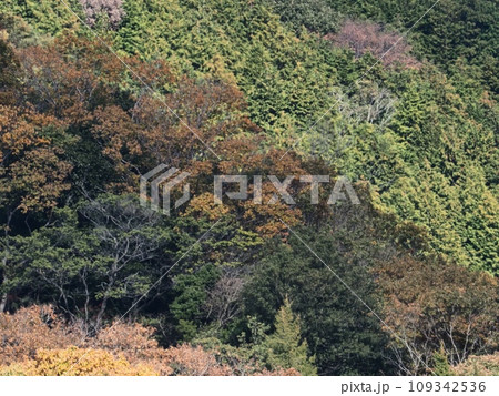 里山の紅葉 紅葉 里山の紅葉 紅葉 109342536