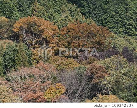 里山の紅葉 紅葉 里山の紅葉 紅葉 109342537