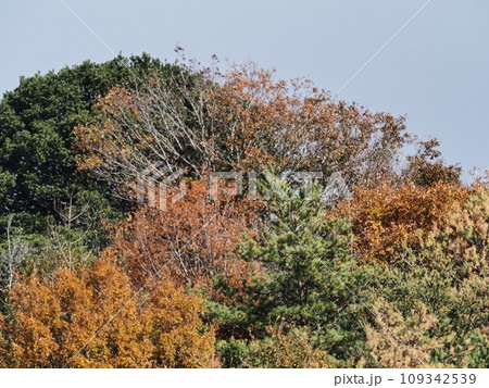 里山の紅葉 紅葉 里山の紅葉 紅葉 109342539