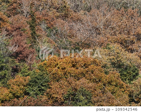 里山の紅葉 紅葉 里山の紅葉 紅葉 109342546