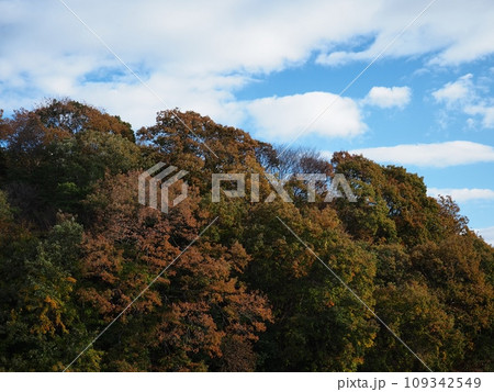 里山の紅葉　紅葉 109342549