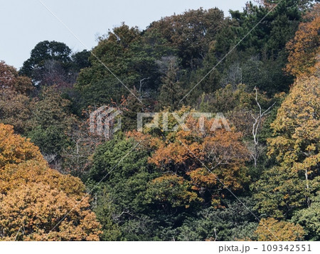 里山の紅葉　紅葉 109342551