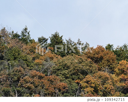 里山の紅葉　紅葉 109342715
