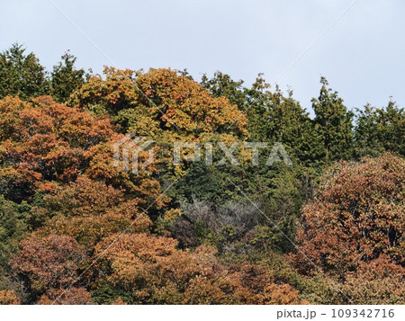 里山の紅葉　紅葉 109342716
