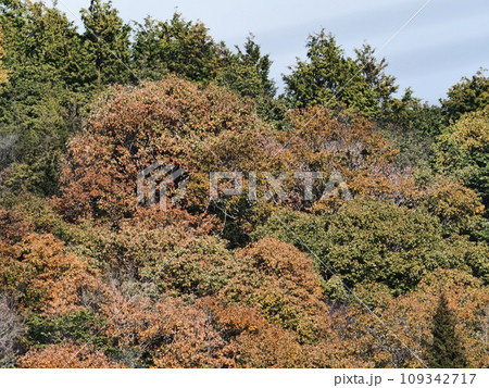 里山の紅葉　紅葉 109342717