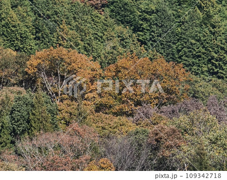 里山の紅葉　紅葉 109342718
