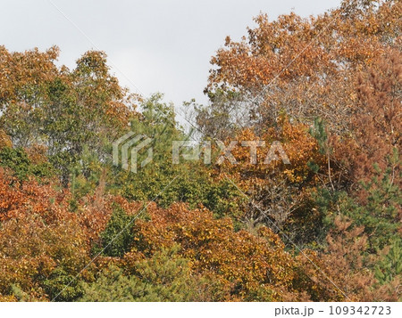 里山の紅葉 紅葉 里山の紅葉 紅葉 109342723