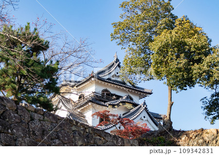 秋の滋賀県彦根市の彦根城の天守閣と紅葉 秋の滋賀県彦根市の彦根城の天守閣と紅葉 109342831