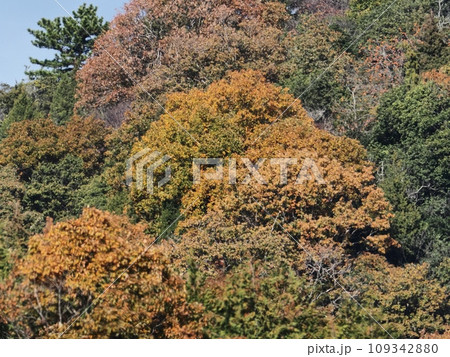 里山の紅葉 紅葉 里山の紅葉 紅葉 109342880