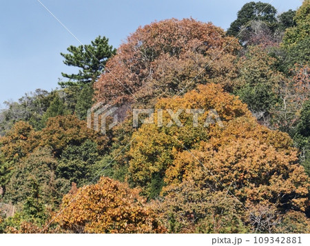 里山の紅葉　紅葉 109342881