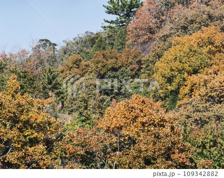里山の紅葉　紅葉 109342882