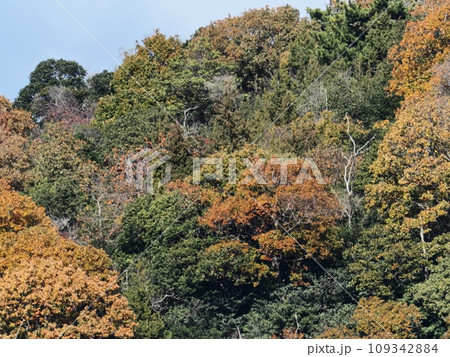 里山の紅葉 紅葉 里山の紅葉 紅葉 109342884