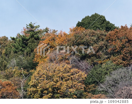 里山の紅葉　紅葉 109342885