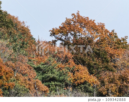 里山の紅葉 紅葉 里山の紅葉 紅葉 109342888