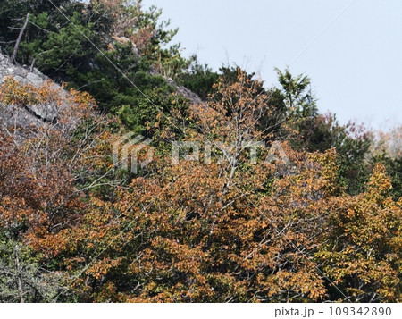 里山の紅葉 紅葉 里山の紅葉 紅葉 109342890