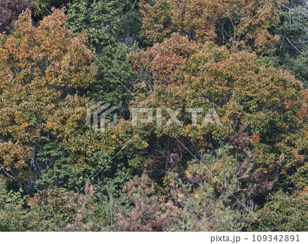 里山の紅葉 紅葉 里山の紅葉 紅葉 109342891