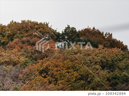 里山の紅葉　紅葉 109342894