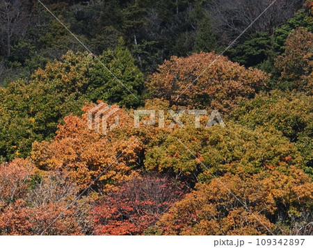 里山の紅葉 紅葉 里山の紅葉 紅葉 109342897