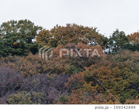 里山の紅葉　紅葉 109342899