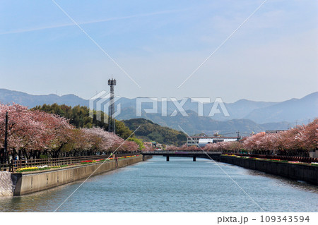 川沿いに咲く桜 川沿いに咲く桜 109343594