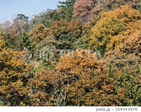 里山の紅葉　紅葉 109343970
