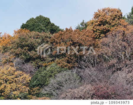里山の紅葉　紅葉 109343973