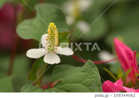 どくだみの花 どくだみの花 109344062