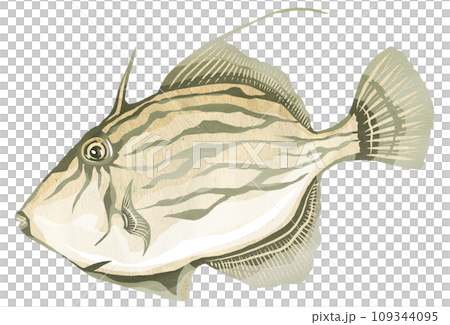 銼魚的現實例證 109344095