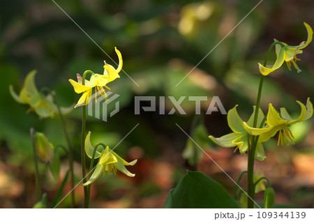黄色いカタクリの花 109344139