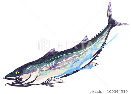 鰆のリアルイラスト 109344550