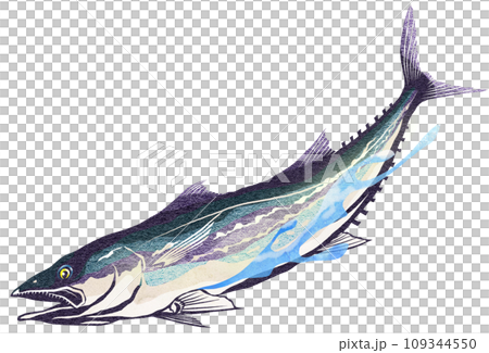 鰆のリアルイラスト 109344550