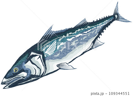 鰆リアルイラスト 109344551