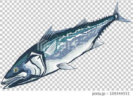 Spanish mackerel realistic illustration 109344551